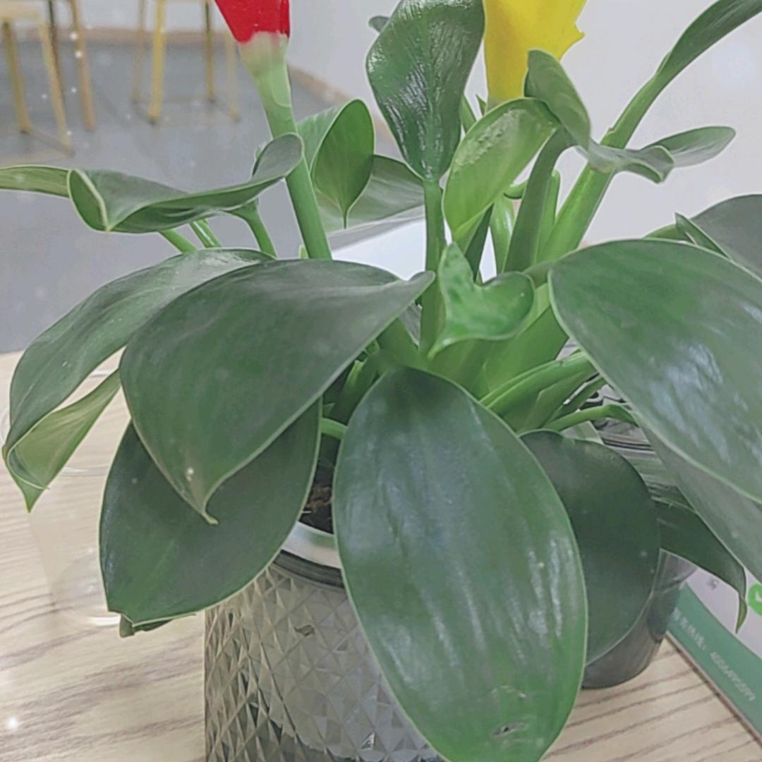 朵拉520