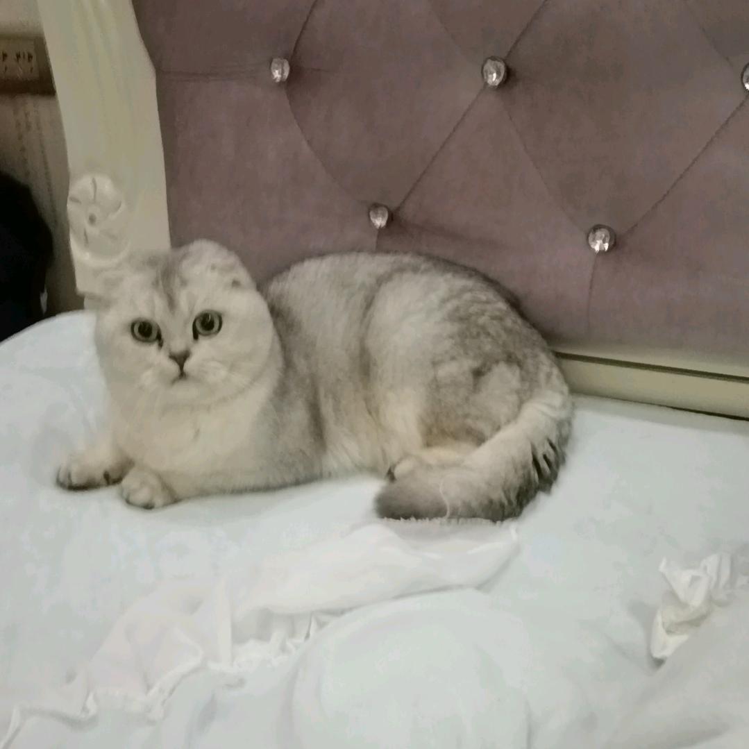 爱唱歌的小李子
