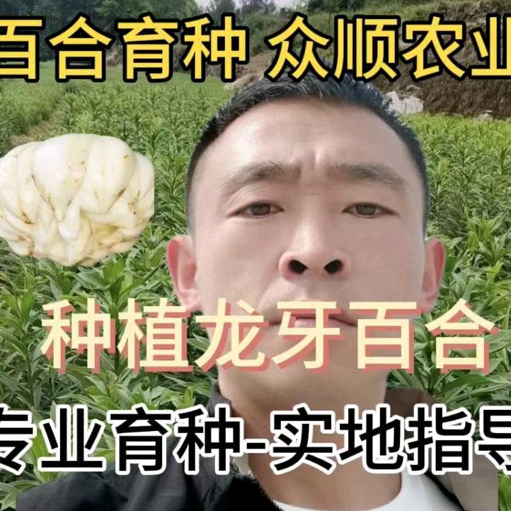 百合育种，众顺农业。