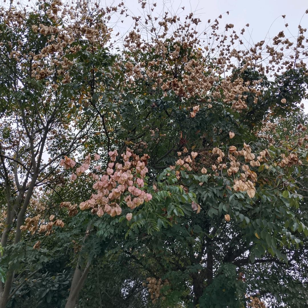 小糖果·杨