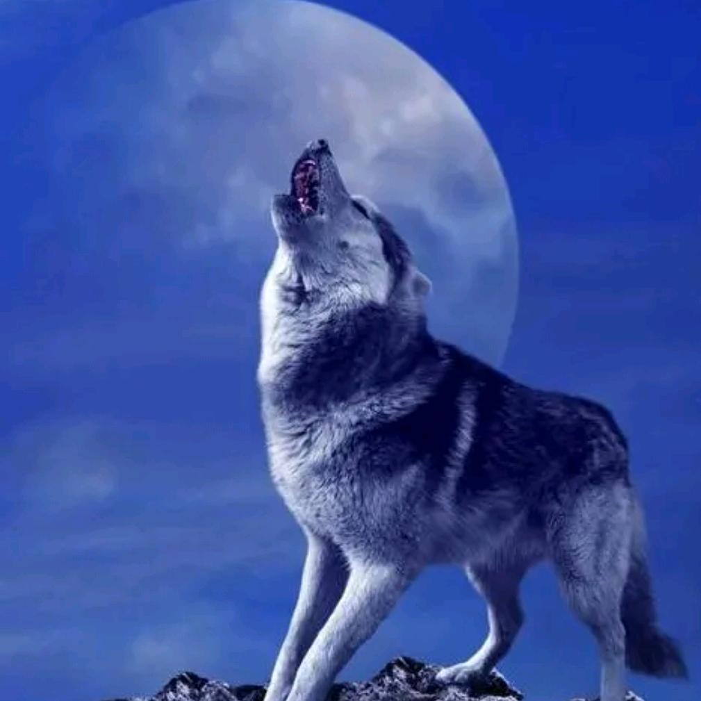 🇨🇳24K雪狼🇨🇳🐺