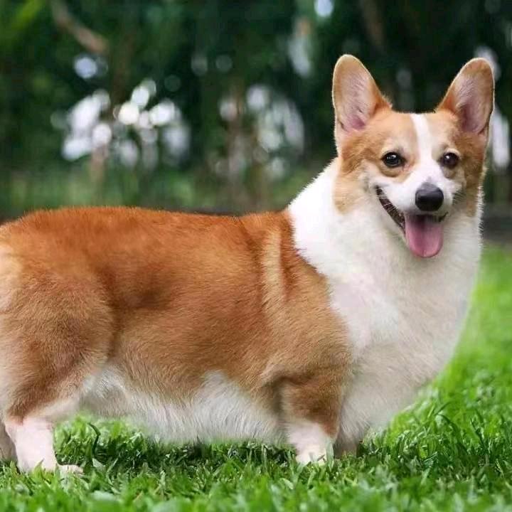 鹿邑县爱心犬业