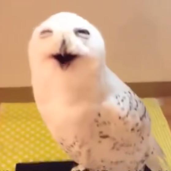 才疏学浅👻柴犬