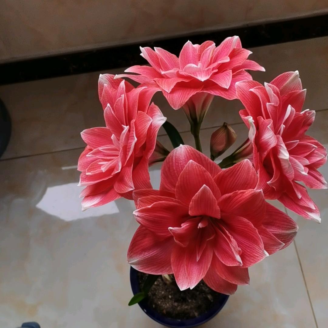 粉红色的花蕊