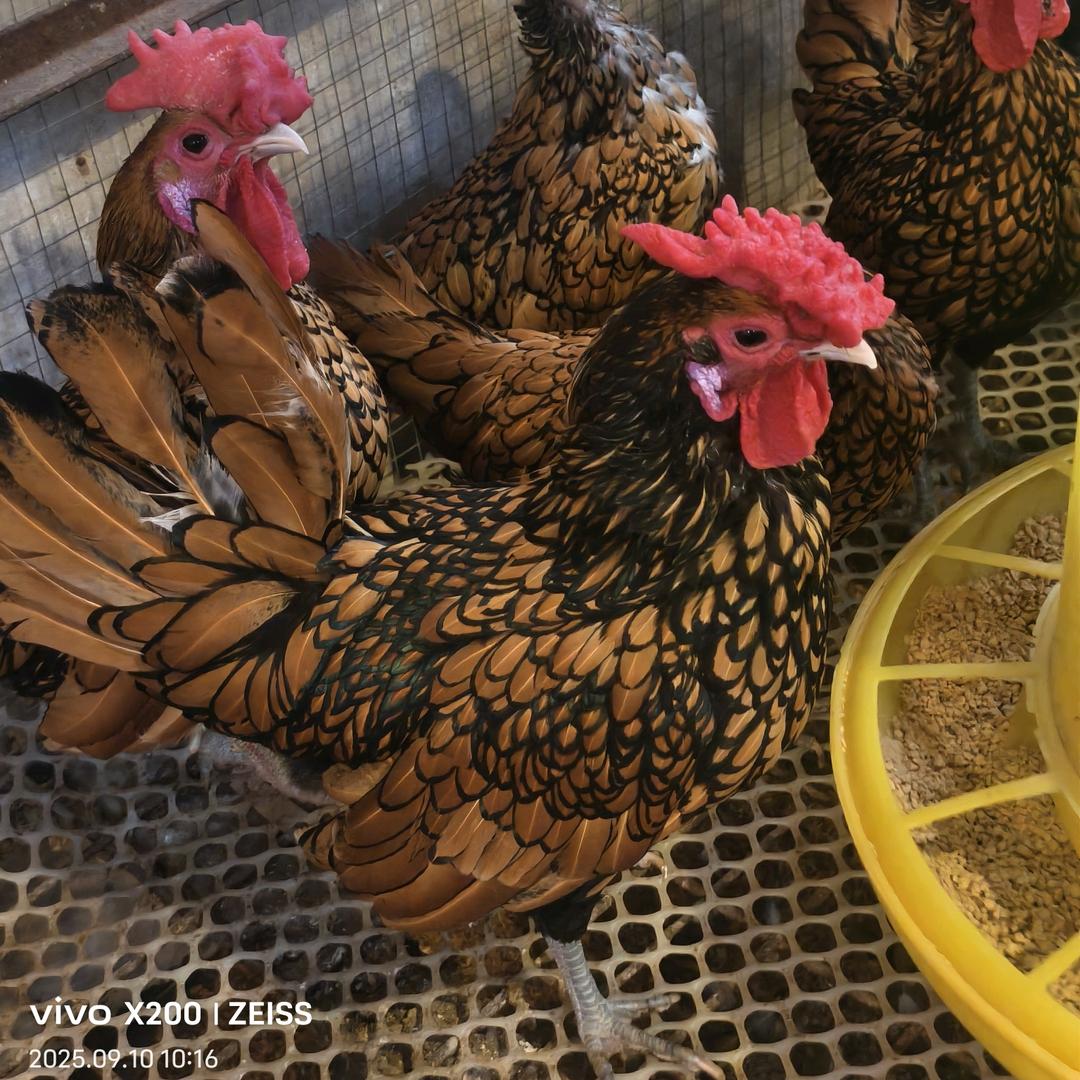 小李>观赏鸡养殖