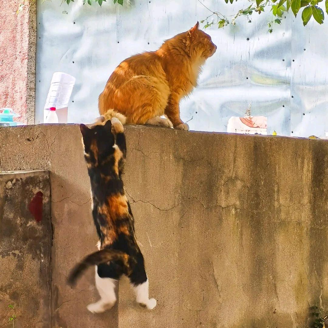 想要创死全世界