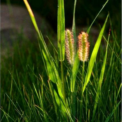小草🌾🍂（早上6.10分开播）