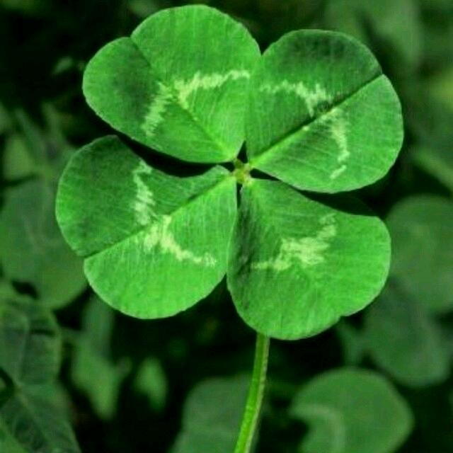 🍀簡簡§單單˘Н🍀