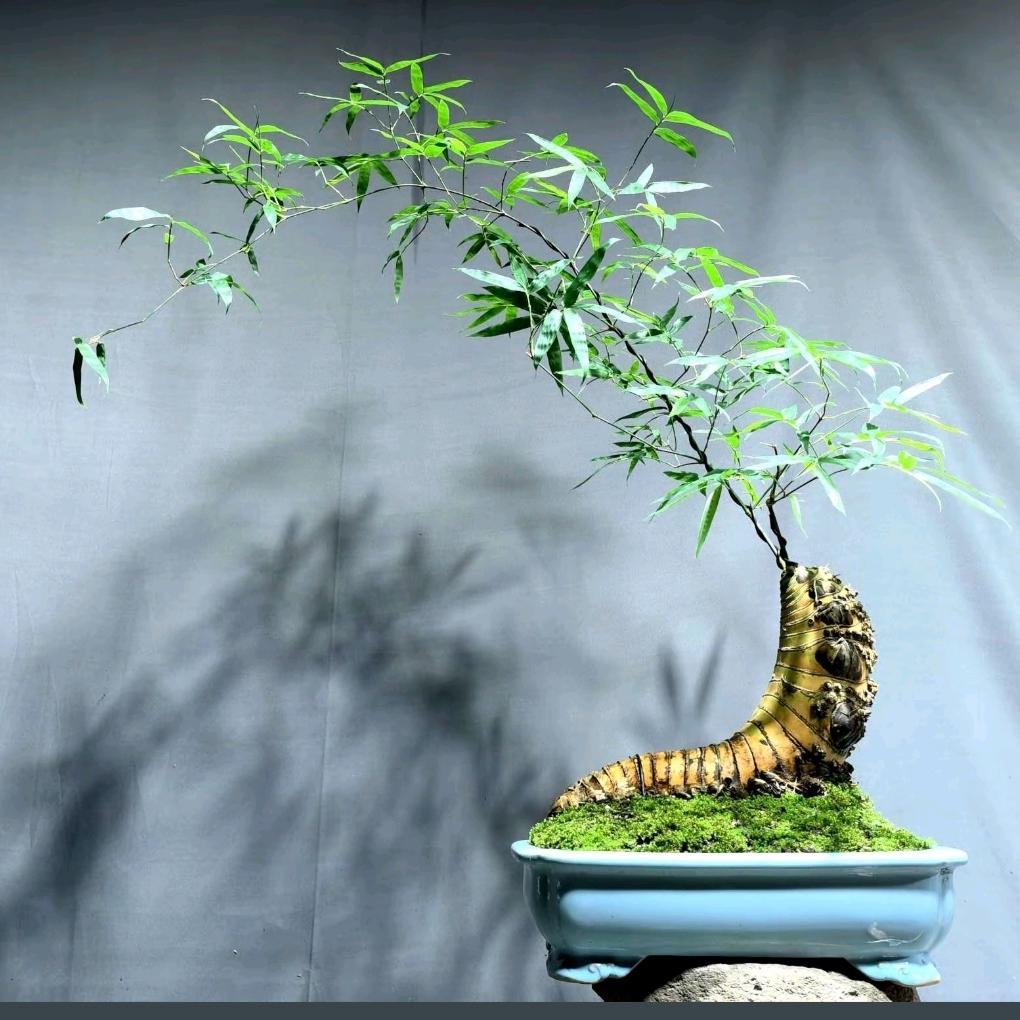 小王绿植盆栽