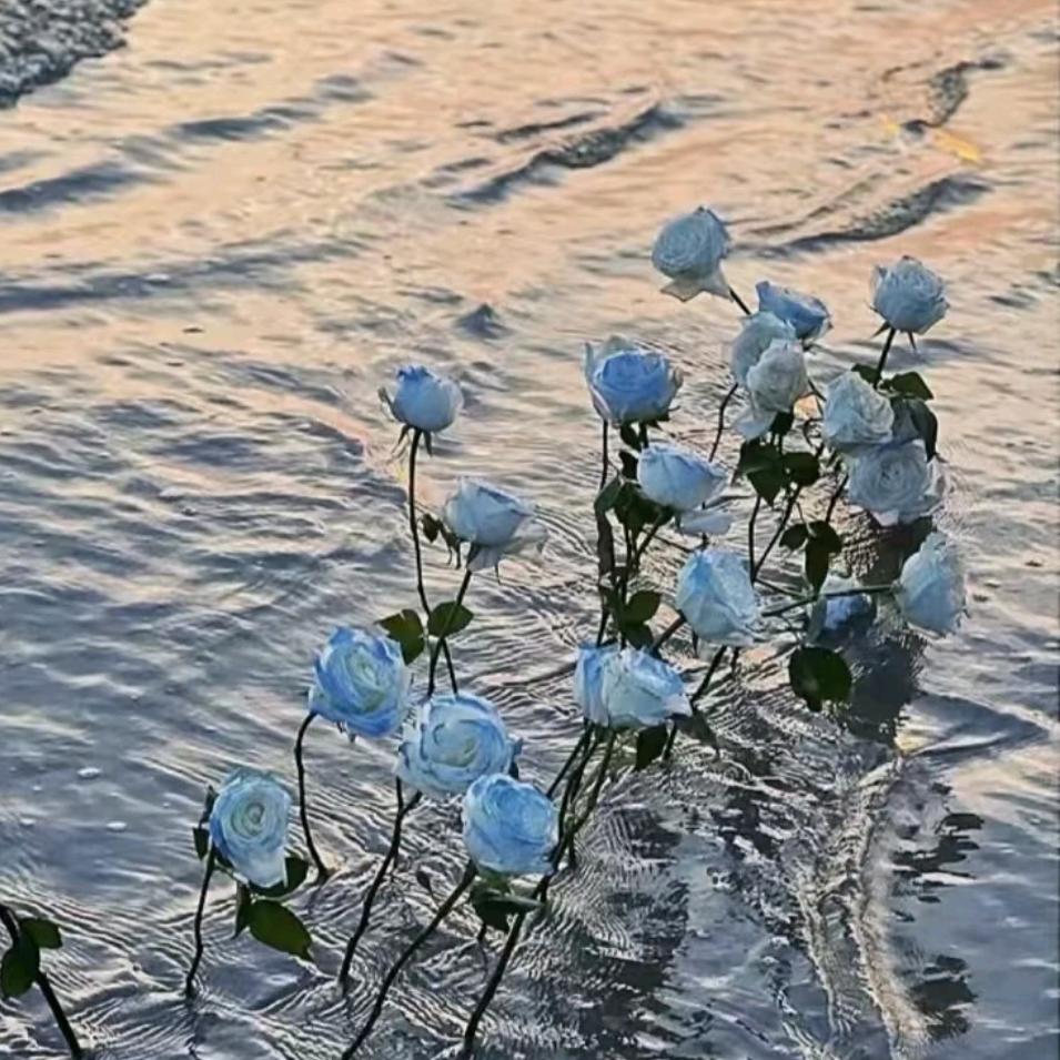 海玫瑰