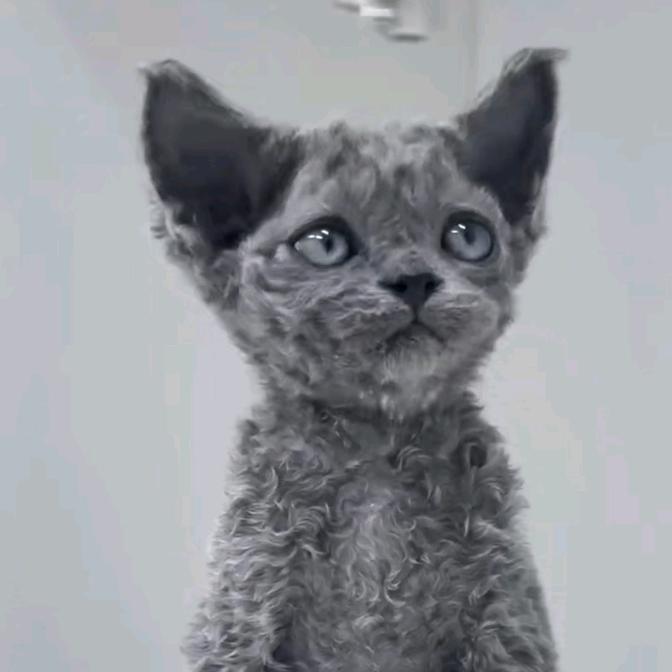 猫百万（德文）