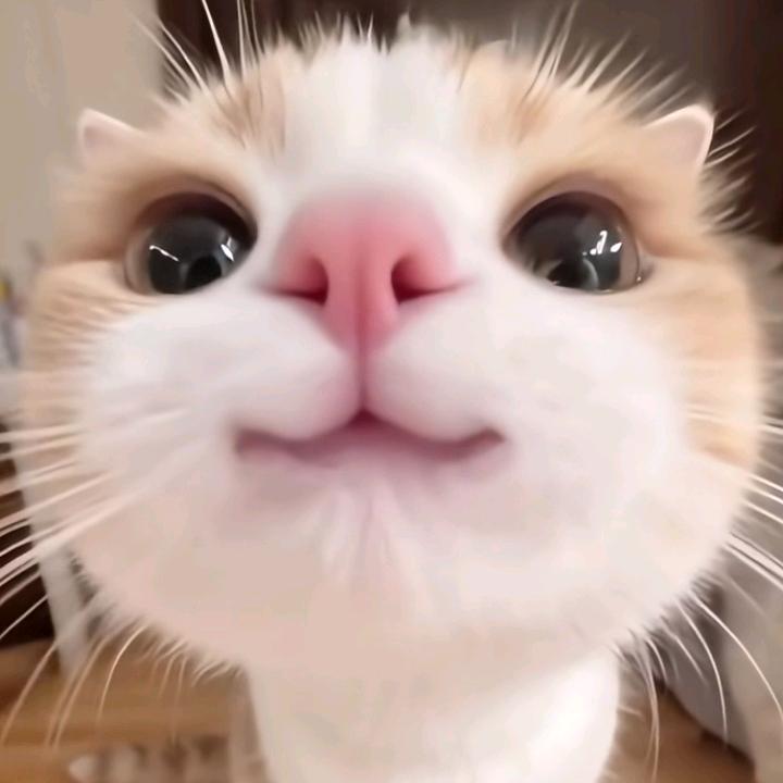 胡萝卜鸡腿🍗