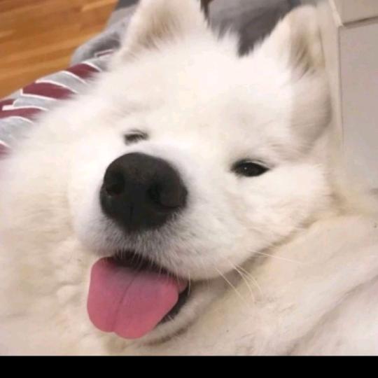 钓鱼老