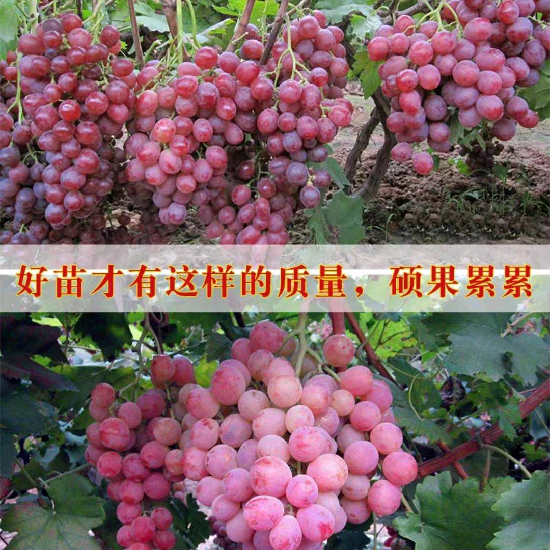 军霖果树苗木专营店