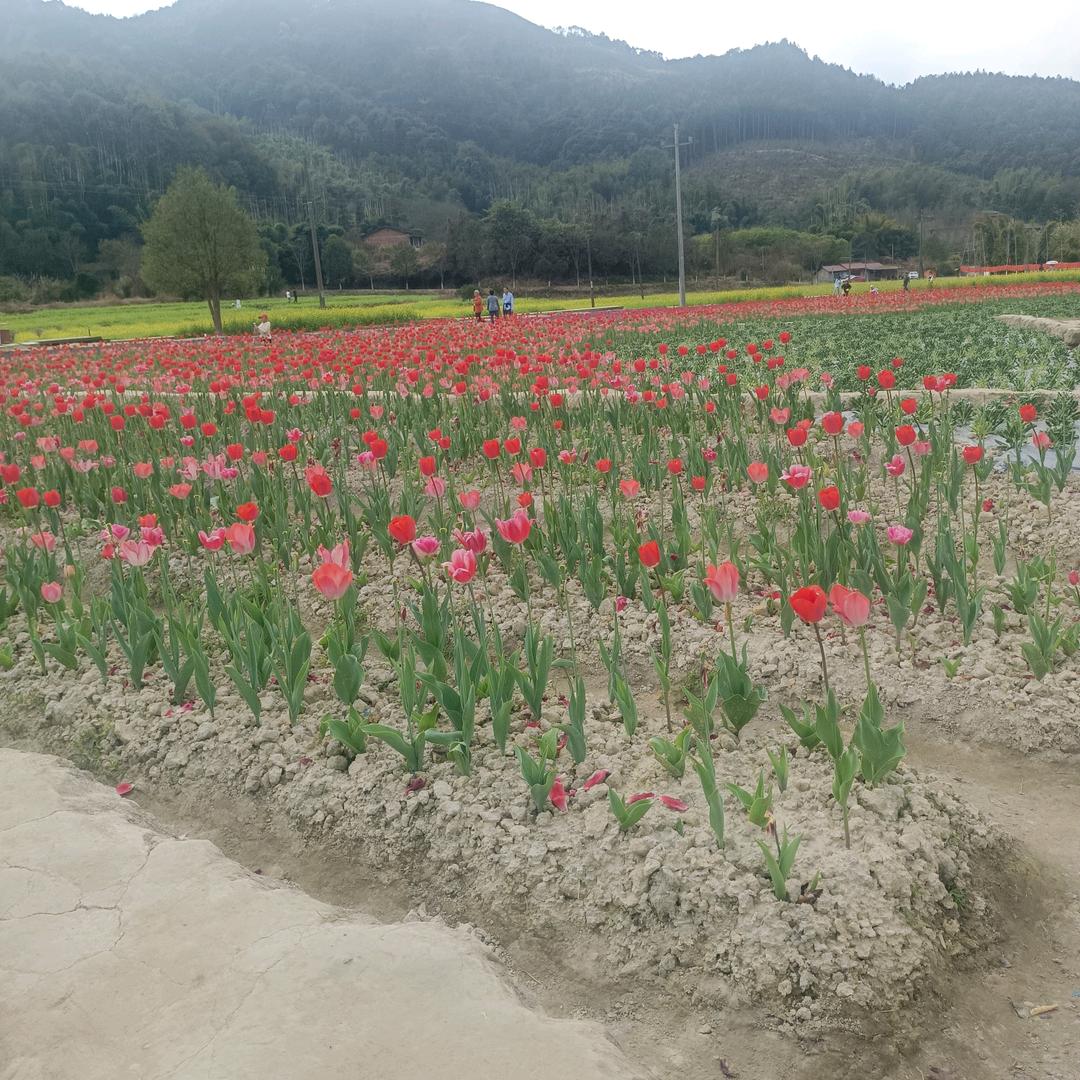 银色花