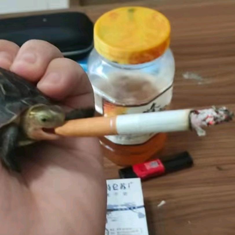 齐死你