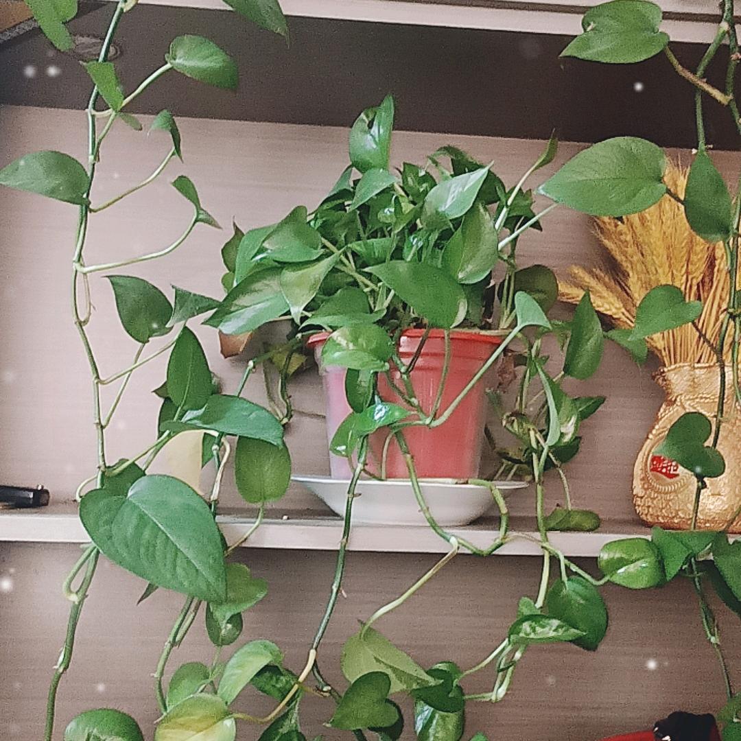 迪林