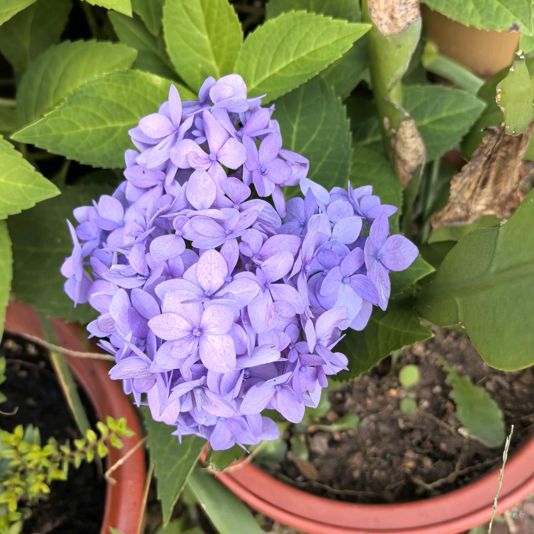 山丹丹花开红艳艳