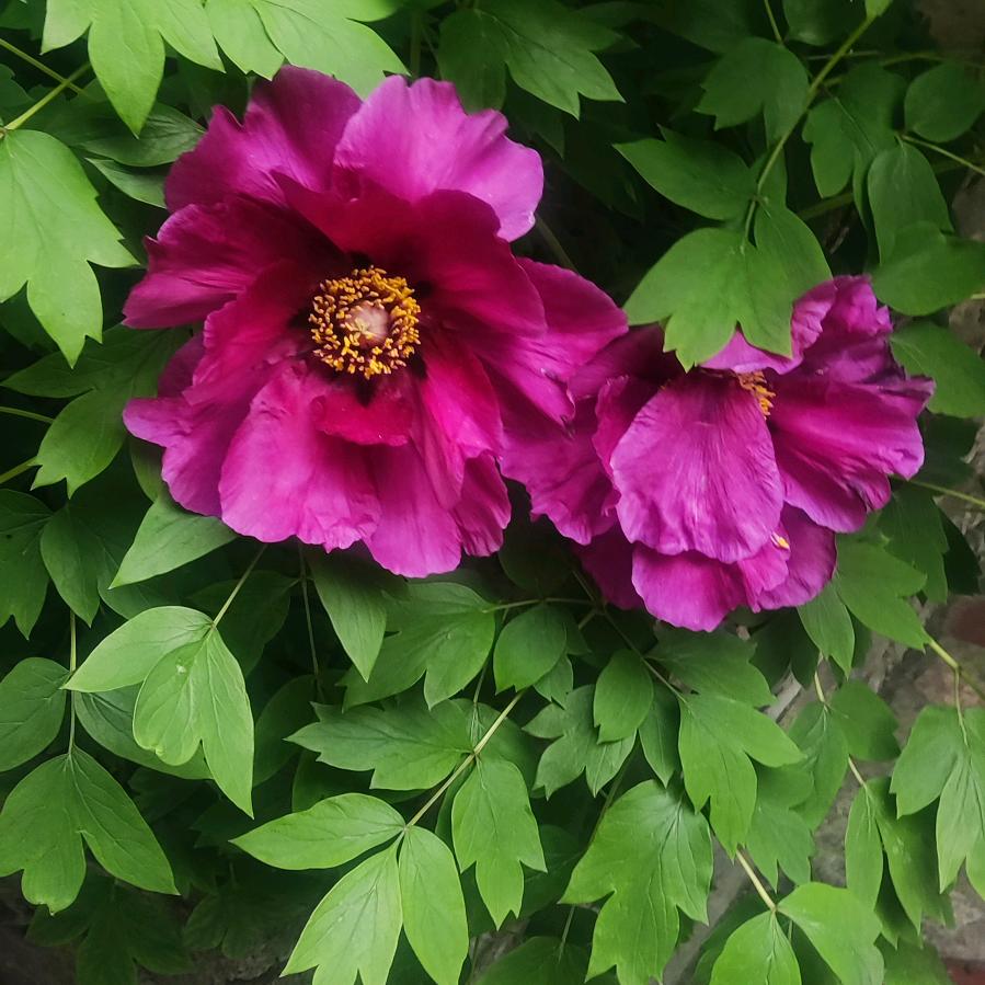 强大排式热水器，