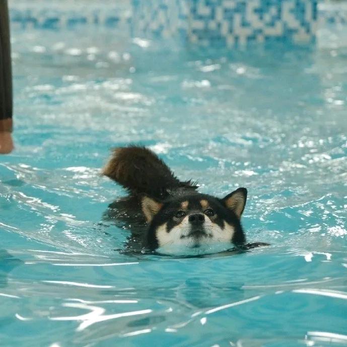 星洲游泳小郑教练