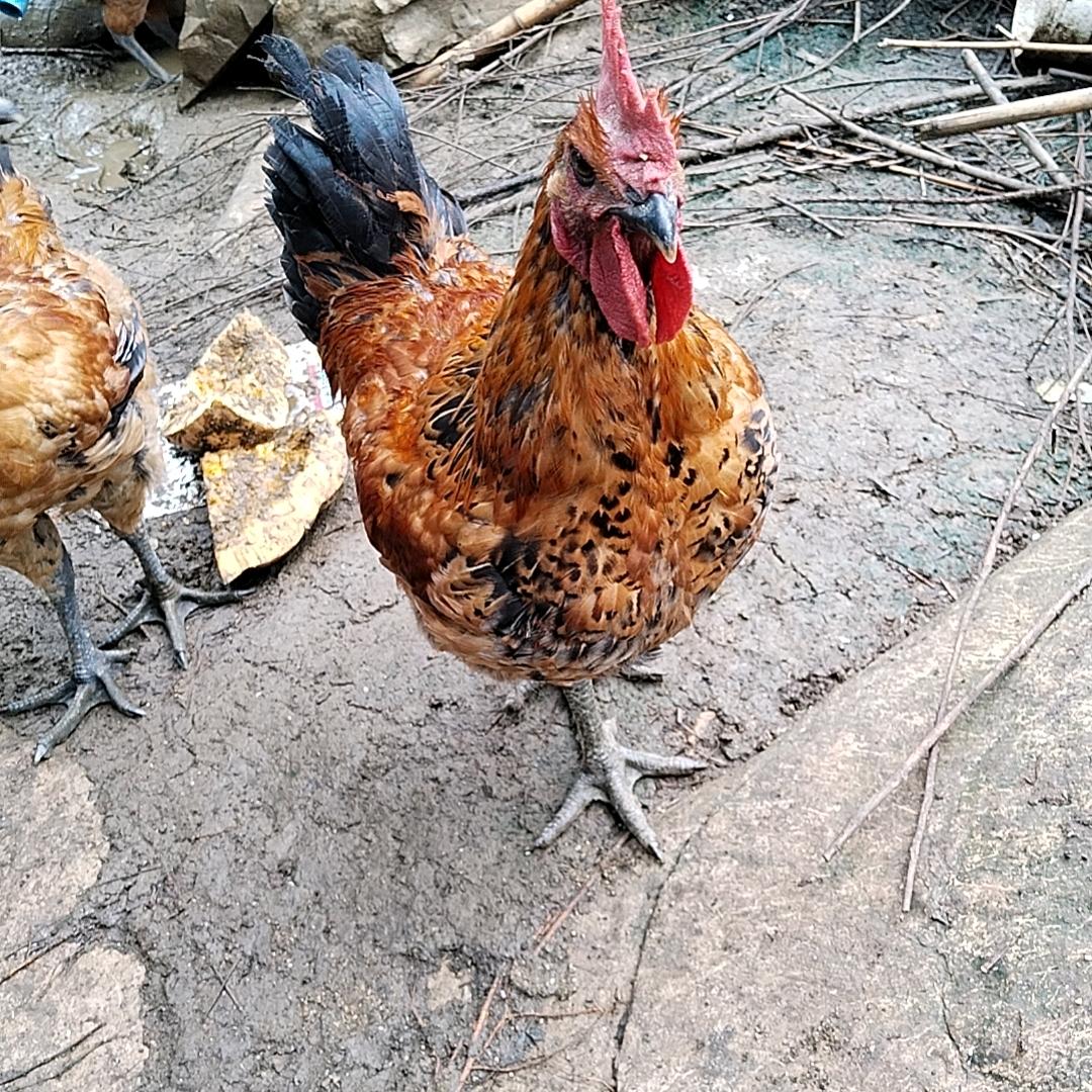 阳光生态养殖场