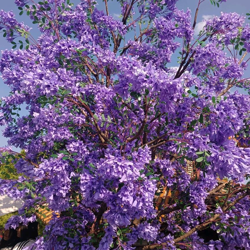 姐姐喜欢茶香味