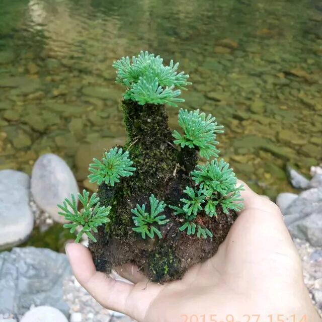 明末清初