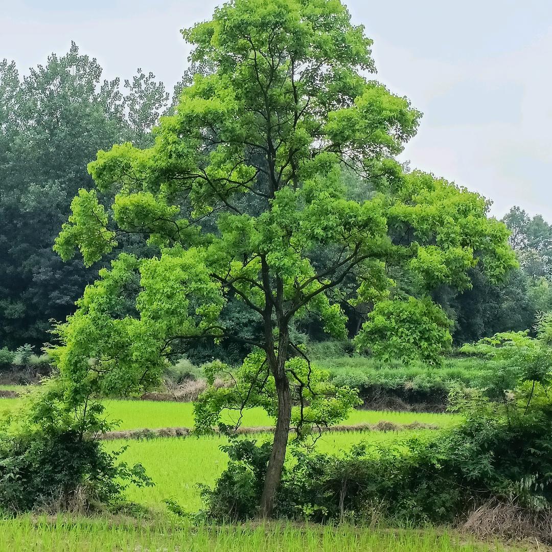汝南县申春生花木种植专业合作社