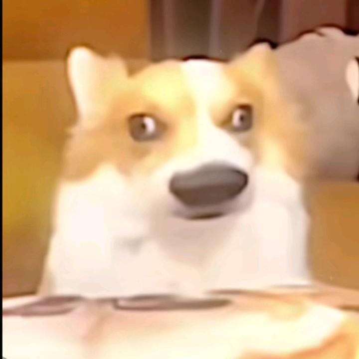 俺叫柯基
