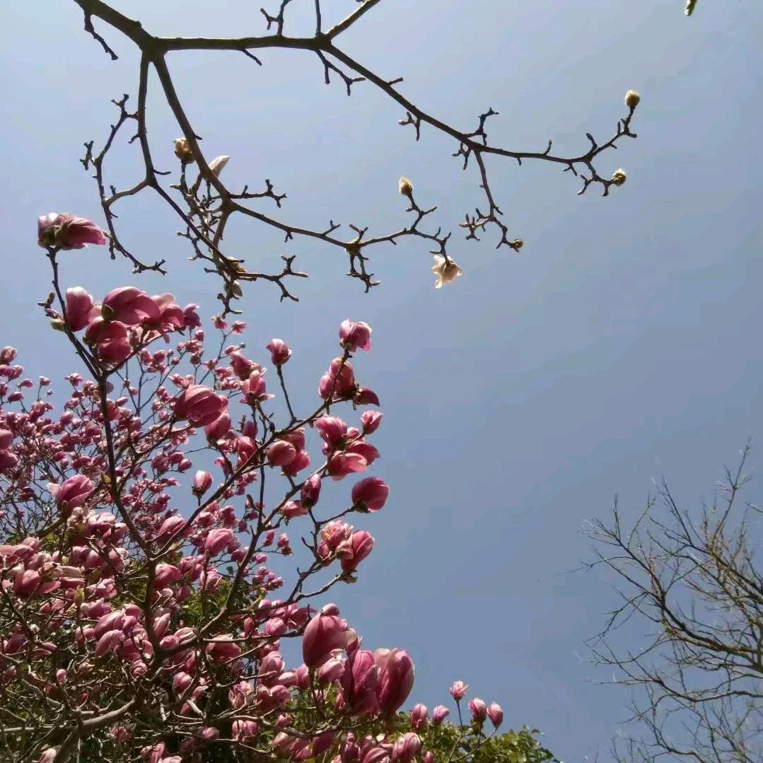 观花姐