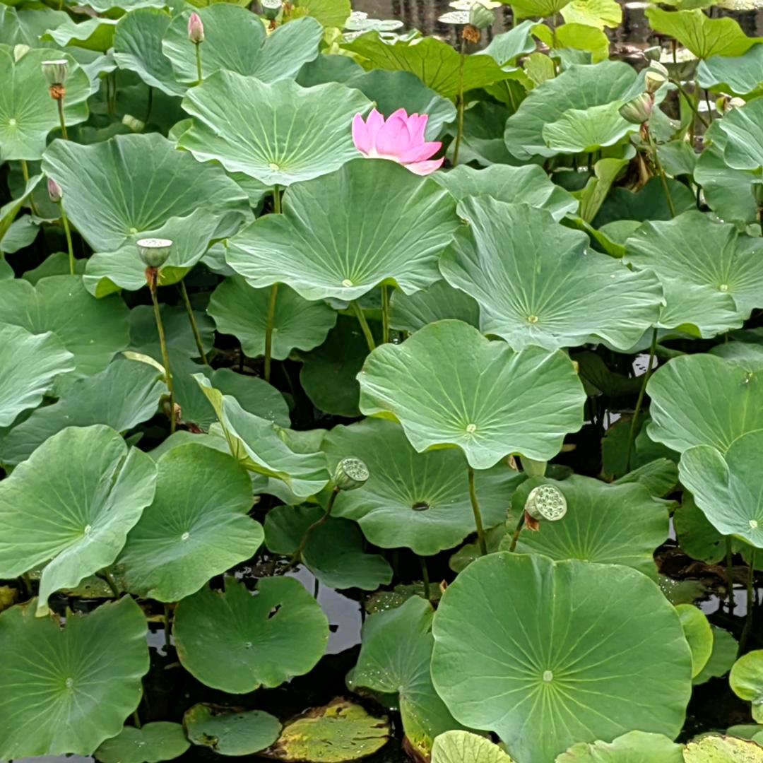 襄垣恒久远家装顾问