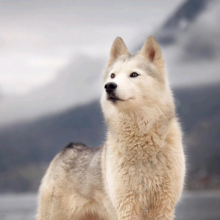 恶狼