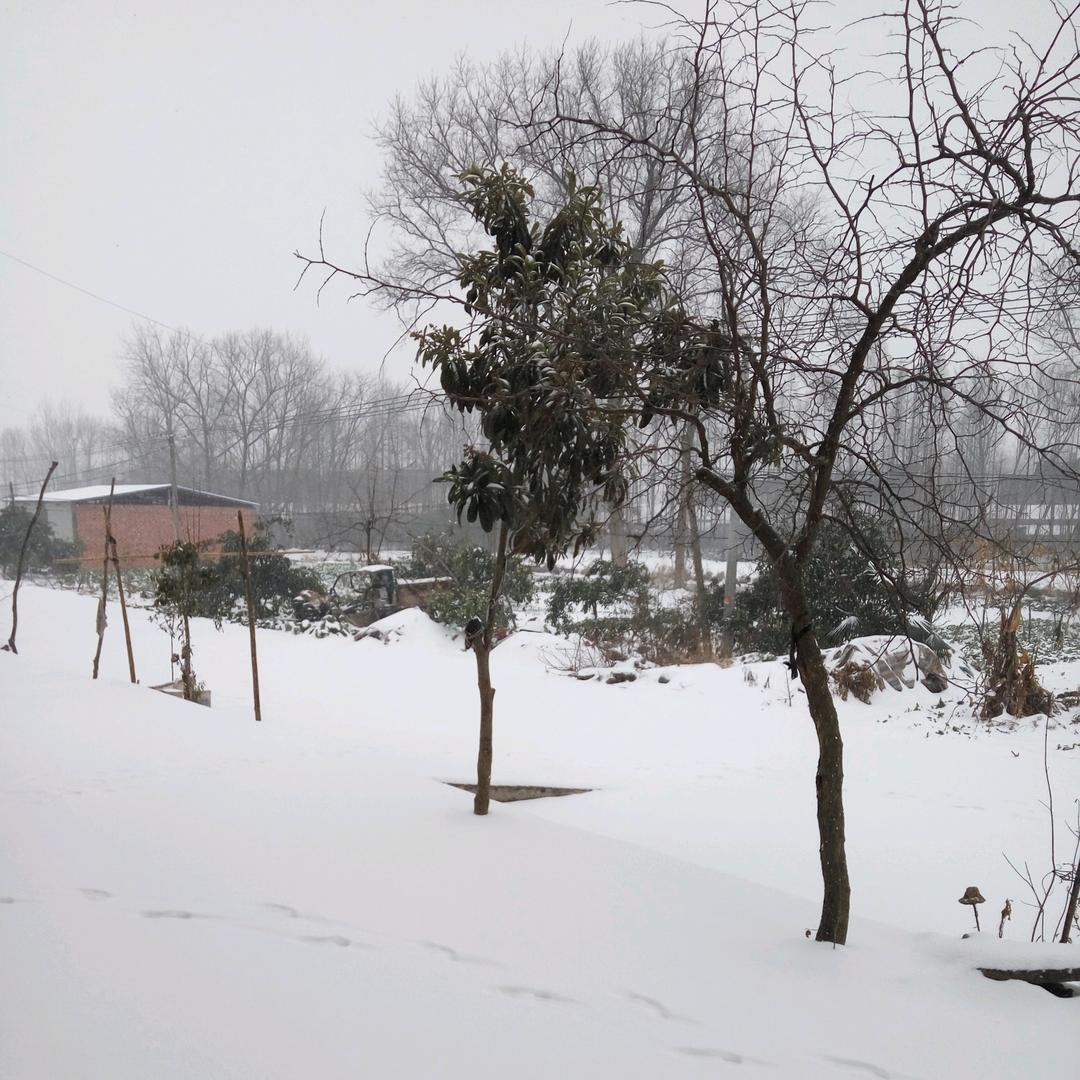 荆楚人