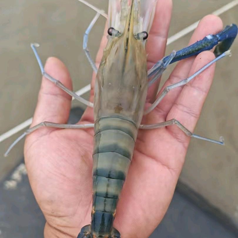 小海民渔虾生鲜