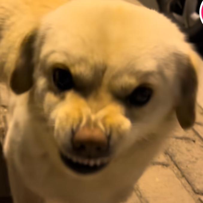 肆