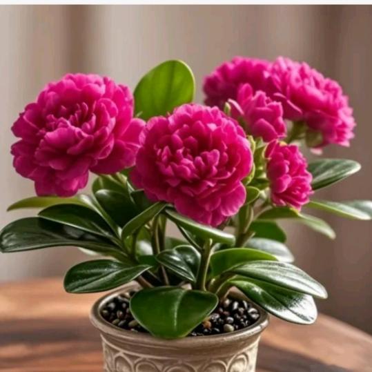 🌹🌹余生有你相伴🌹🌹