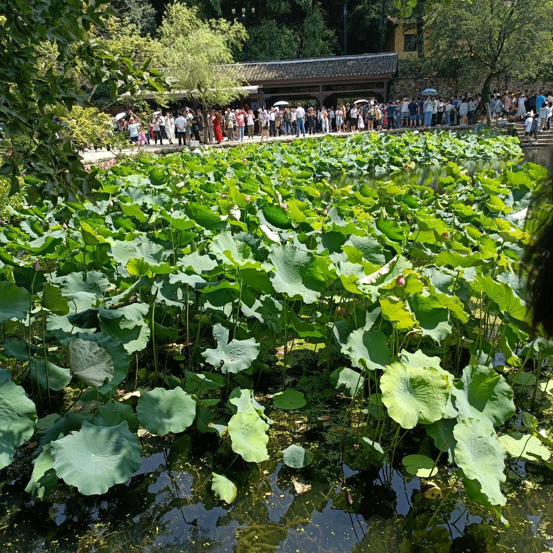 晚上的晚，🌿🌿