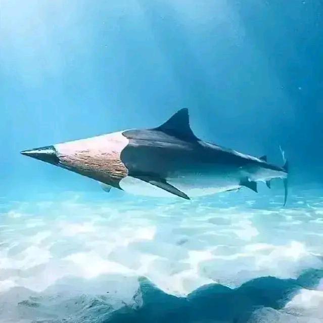 南海大鲨笔头像