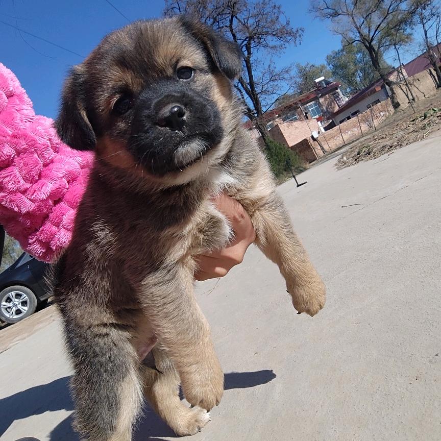 旺财是农村小土狗