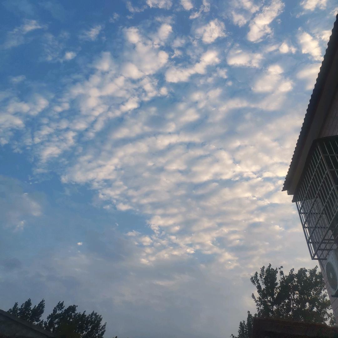 初夏沙漠之花