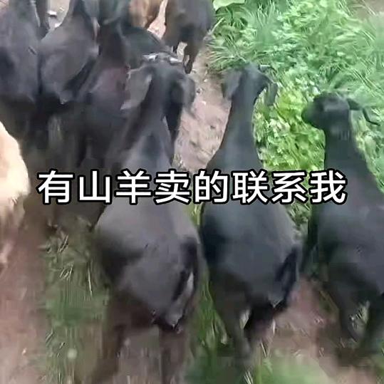收羊的小陈