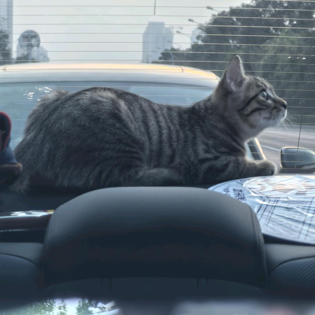 🐱美丽的刘美丽😸