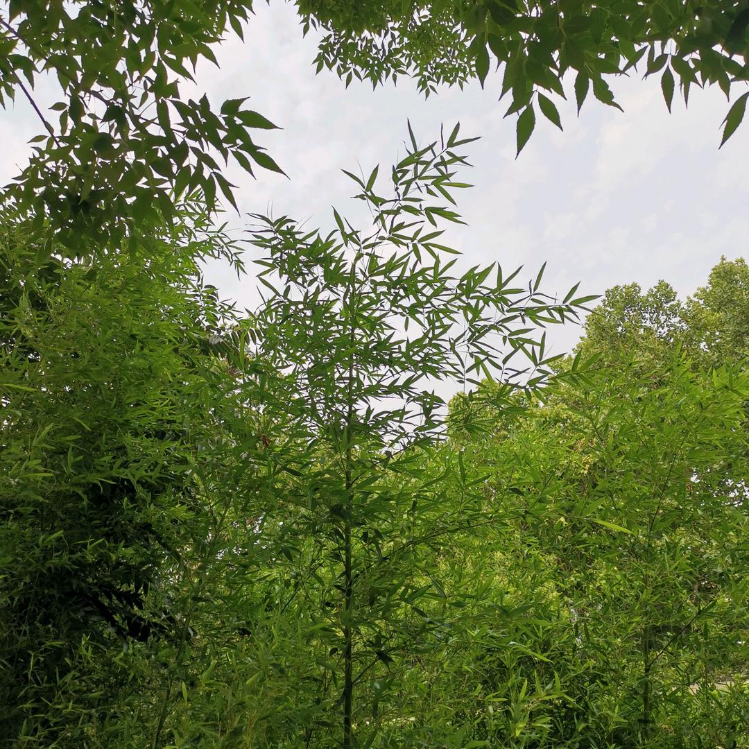 一二慧芳