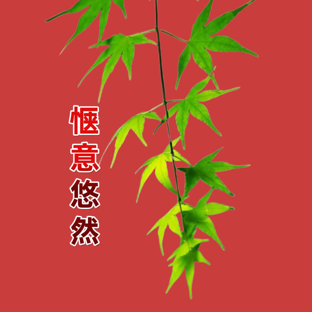溜达阿发哥（限流中）