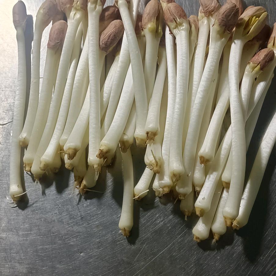 芽隆康芽苗菜