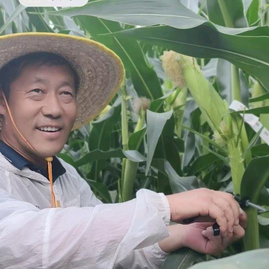 洋春种业