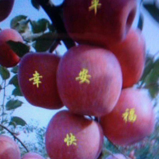 红苹果（拒私聊）