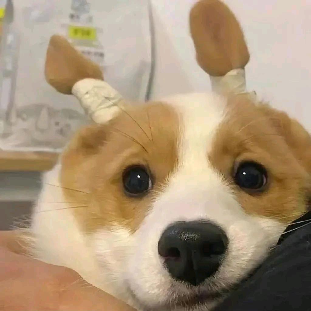 哈哈哈狗