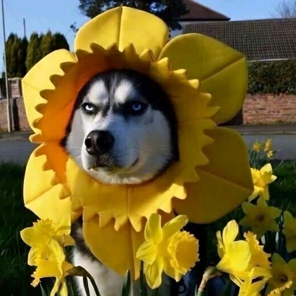 母单花呀