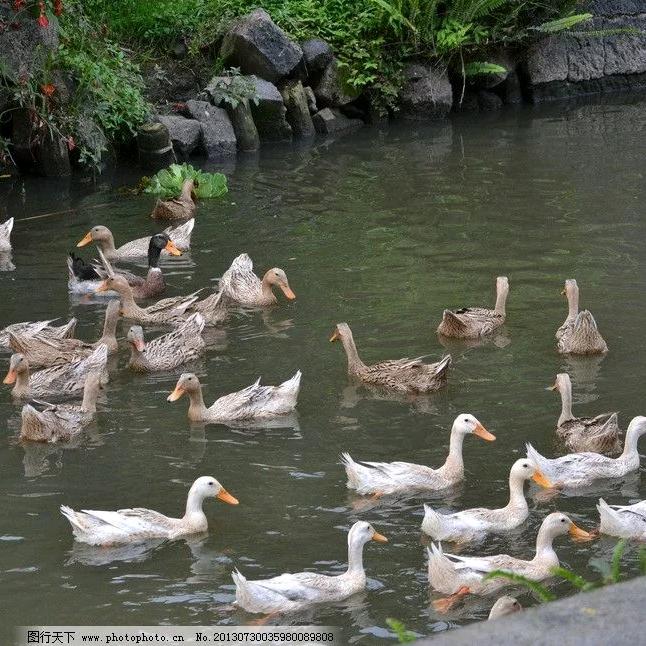 为了吃上松花皮蛋